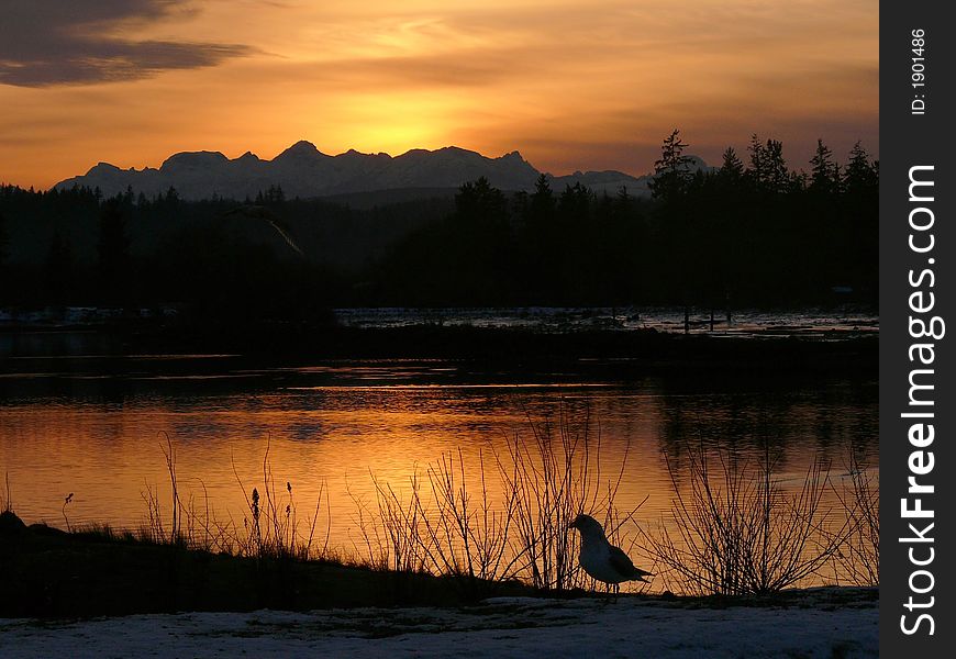 A Seagull watches the sun go down over the river delta. A Seagull watches the sun go down over the river delta.