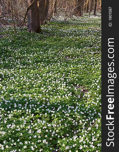 Forest Floor in Spring. Forest Floor in Spring