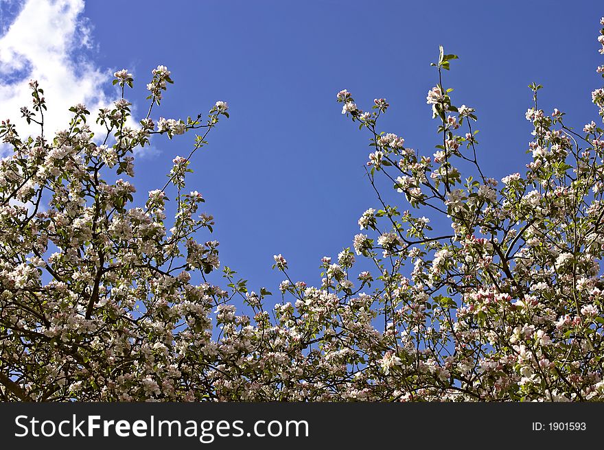 A photo of beautiful apple flowers. A photo of beautiful apple flowers