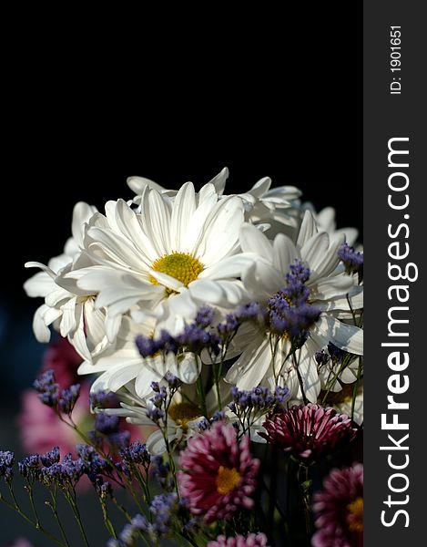 Bouquet with daisies spotlighted by rays of window sunset light. Bouquet with daisies spotlighted by rays of window sunset light