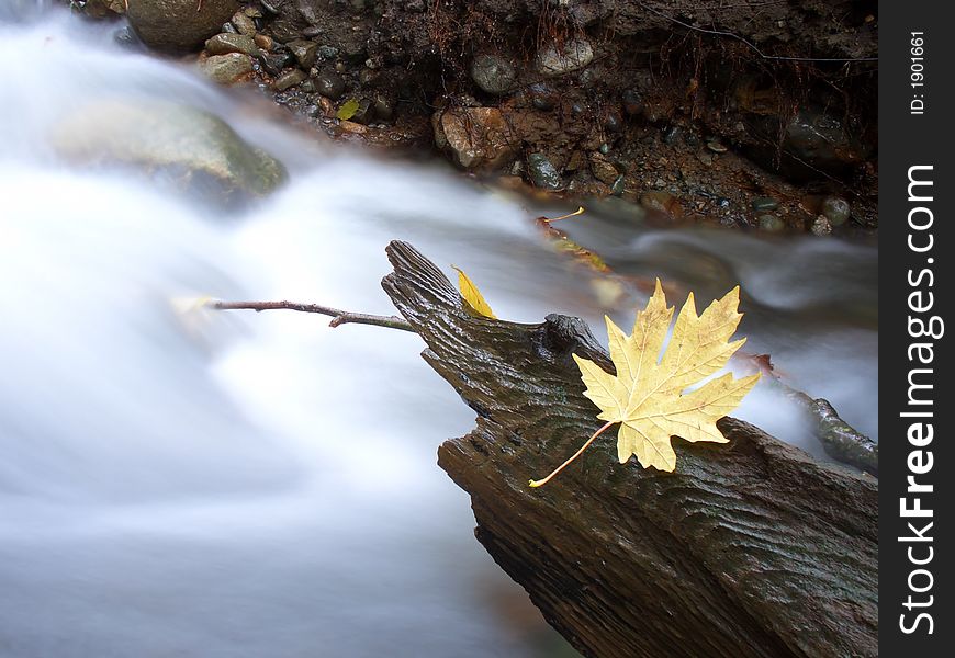 A leaf stuck on a log in front of running water