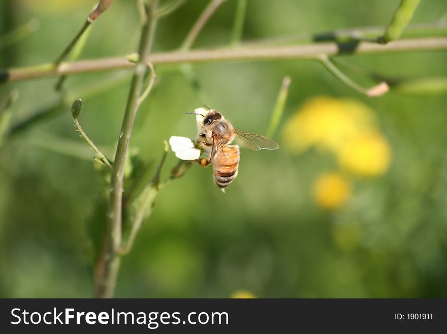 Fly bee on white flower