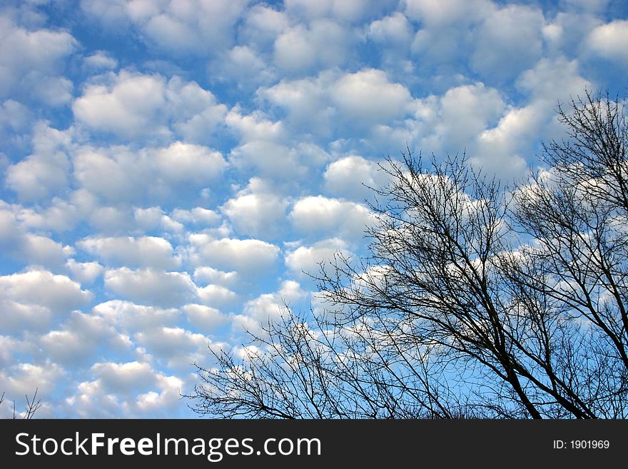 Blue sky full of white puffy white clouds in a pattern with tree border. Blue sky full of white puffy white clouds in a pattern with tree border