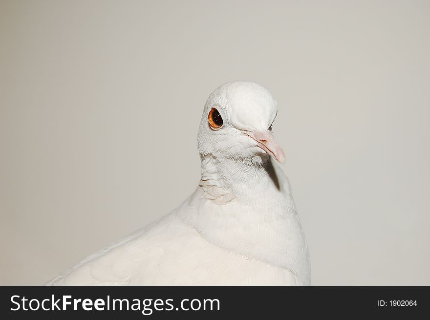 My White Ringneck Dove- Rickley. My White Ringneck Dove- Rickley