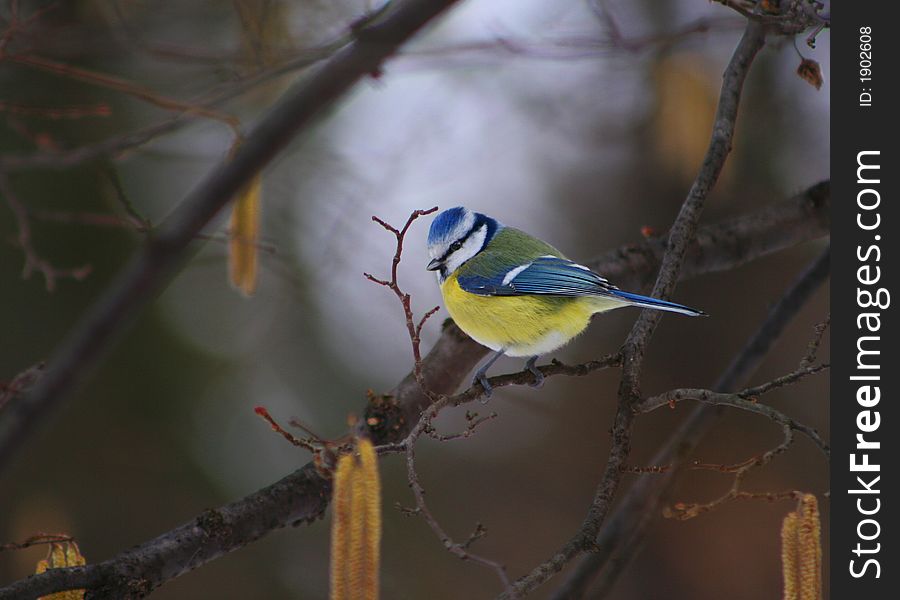 Blue tit on the branche of winter tree