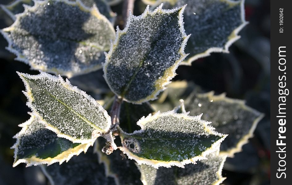 Light frost on holly leaves. Light frost on holly leaves