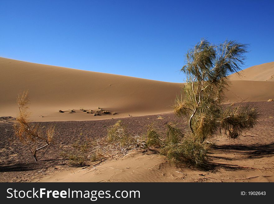 Desert tree near the Ile River. Asia. Kazakhstan