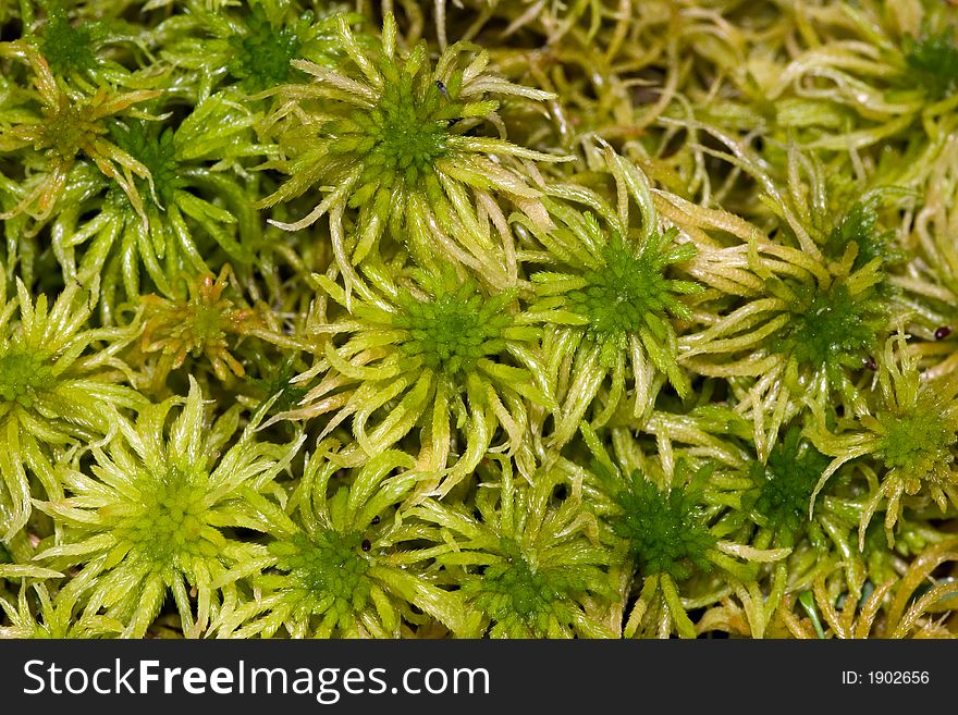 Green moss close up