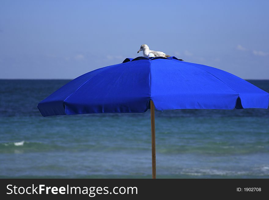 A seagull finding a comfortable place to relax on a southern Florida beach. A seagull finding a comfortable place to relax on a southern Florida beach