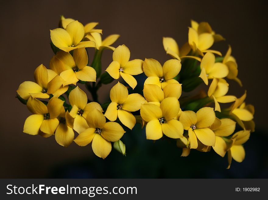 Detail of tender yellow flower