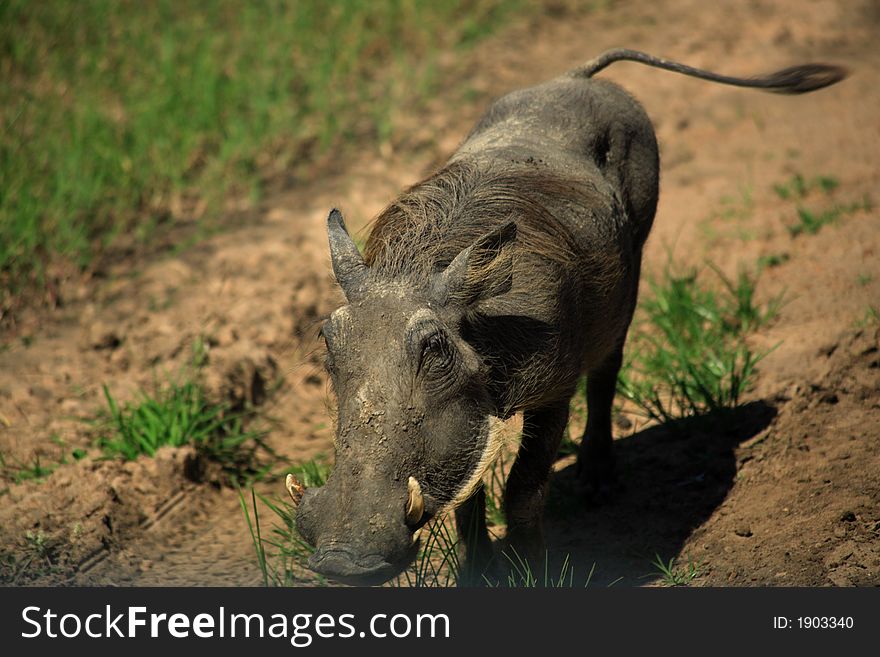 African warthog running along the road in Masai Mara Kenya Africa