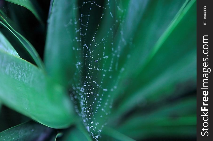 Raindrops caught on a spiderweb. Raindrops caught on a spiderweb