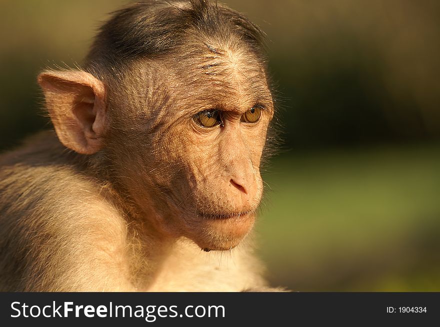 Close up of Macaca mulatta baby. Close up of Macaca mulatta baby