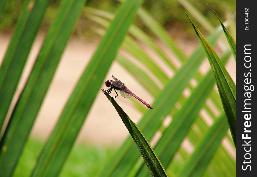 Red Dragonfly over a palm tree. Red Dragonfly over a palm tree