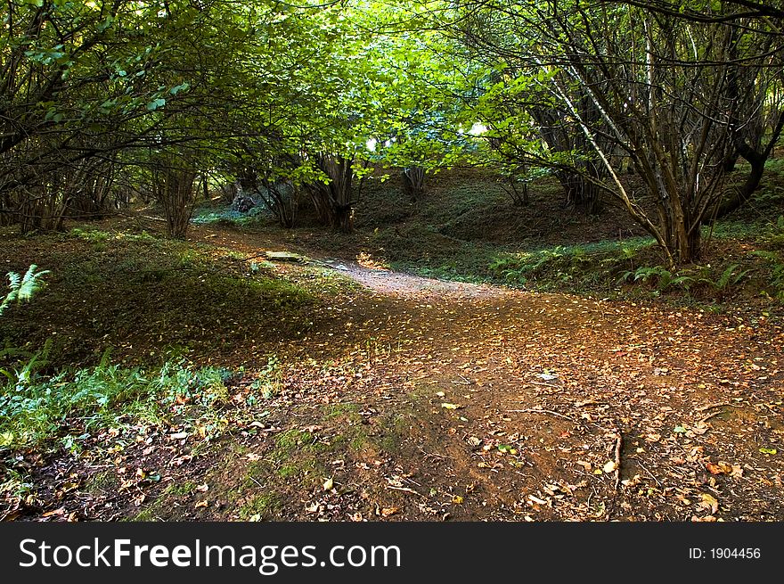 Windy autumn path