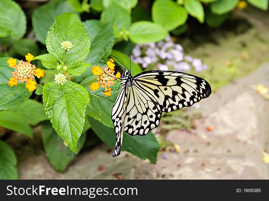 A butterfly feasting on a flower. A butterfly feasting on a flower.