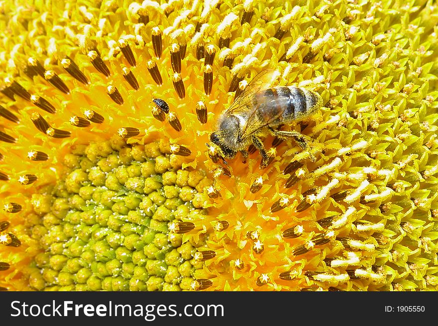 Bee collects nectar on yellow sunflower