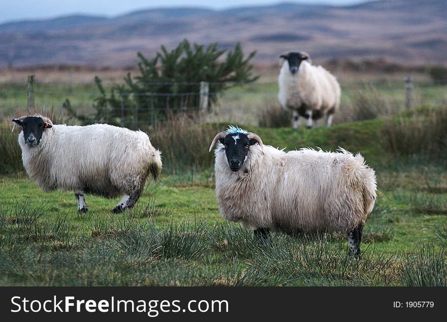 Thress highland sheeps that are looking at the photographers direction.