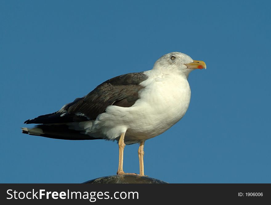Seagull portrait in port against blue sky