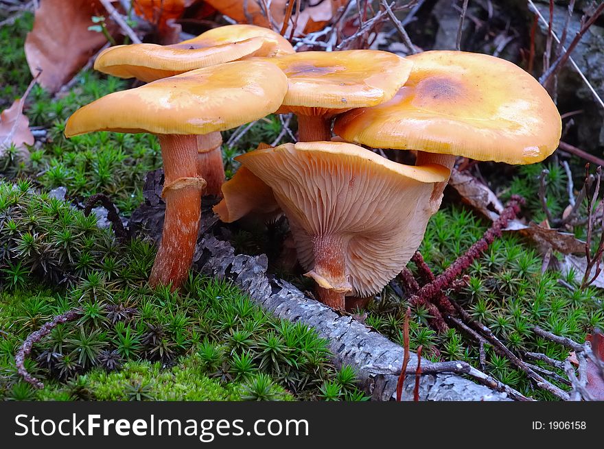 Wild mushrooms in forest field