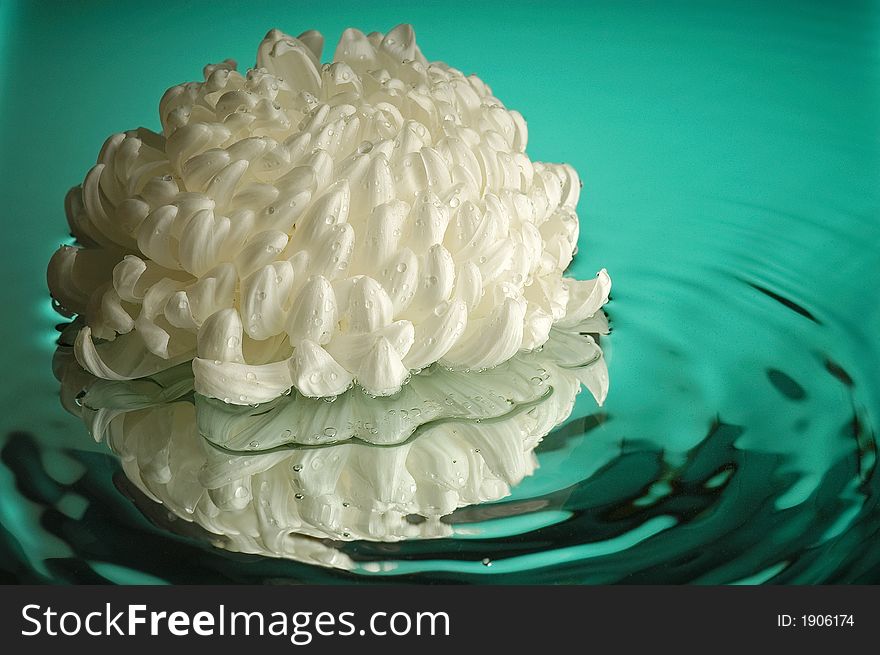 Wet chrysanthemum on a mirror. Wet chrysanthemum on a mirror