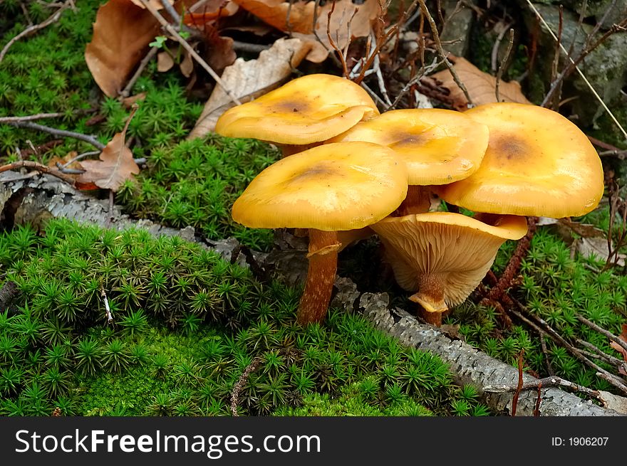 Wild mushrooms in forest field