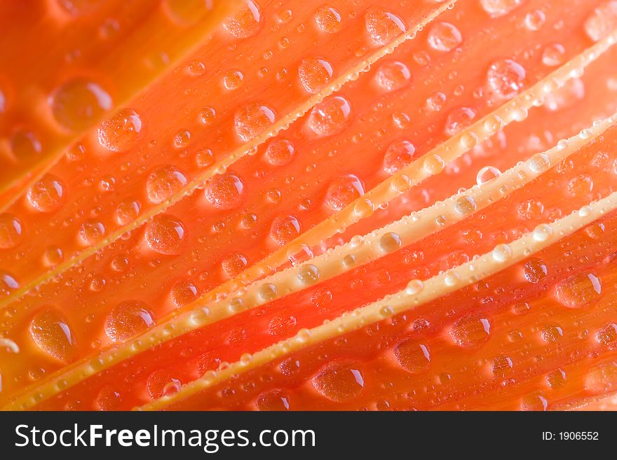 Closeup of orange daisy with water droplets. Closeup of orange daisy with water droplets