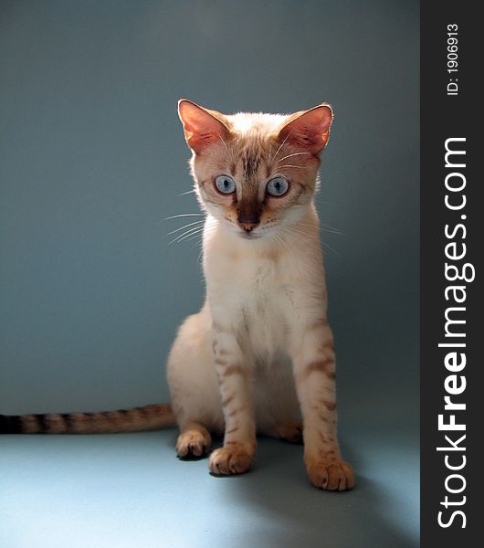 Bengal Kitten Portrait