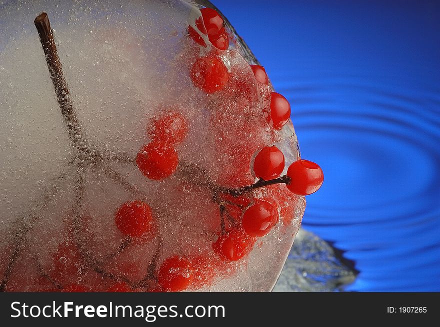 Guelder-rose, water and ice. Guelder-rose, water and ice