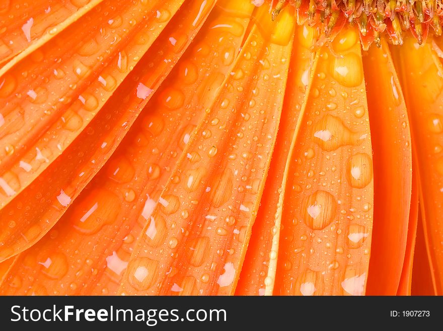 Orange Daisy Petails