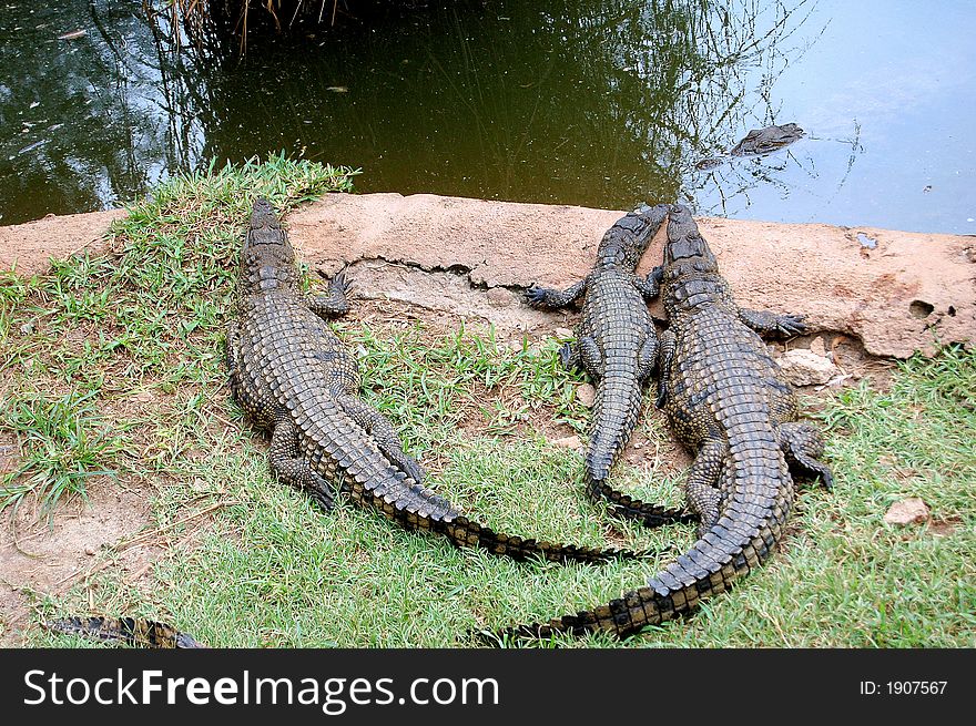 Crocodiles-poses-water-brown soil -green grass. Crocodiles-poses-water-brown soil -green grass