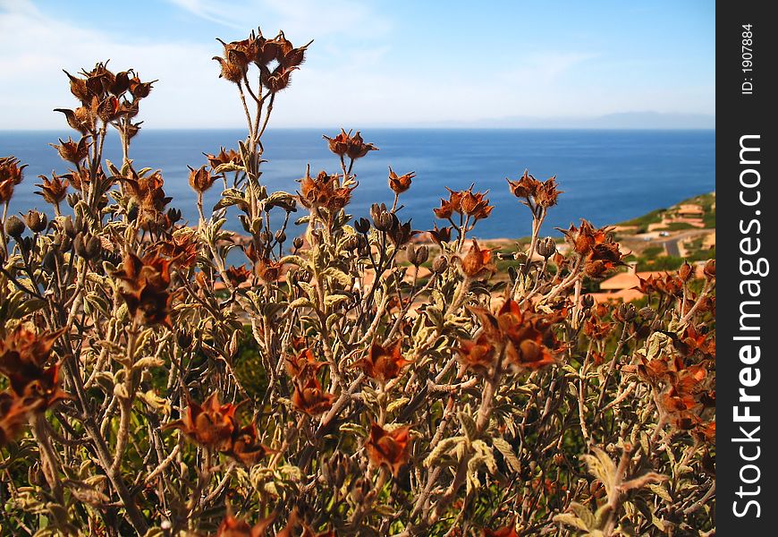 Some strange red flowers in Sardinia, near the sea