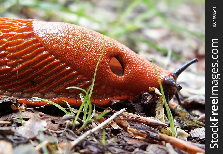 A big red slug, arion rufus