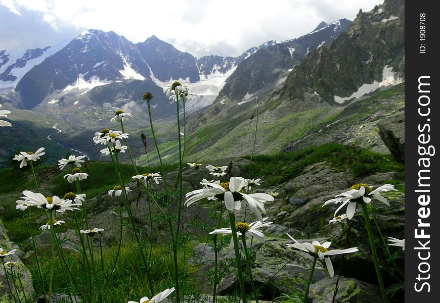 White camomiles in highlands of Altay Mountains. White camomiles in highlands of Altay Mountains