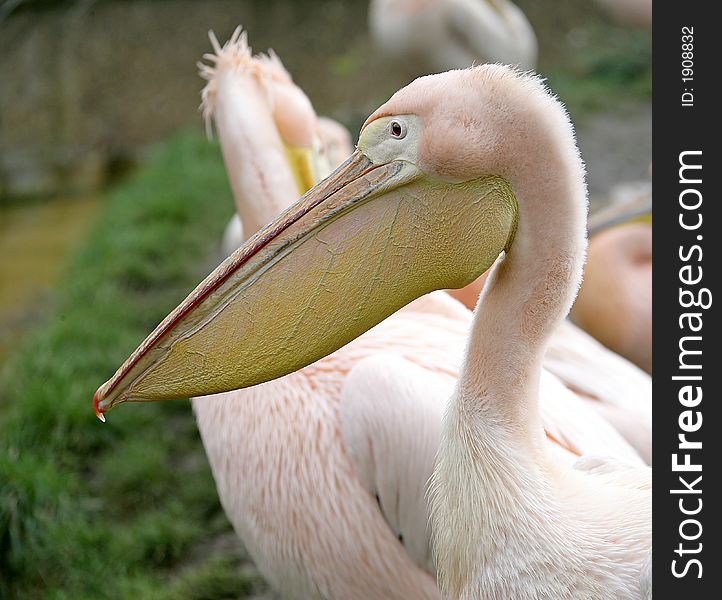 Portrait of Nice Pink Pelican. Portrait of Nice Pink Pelican