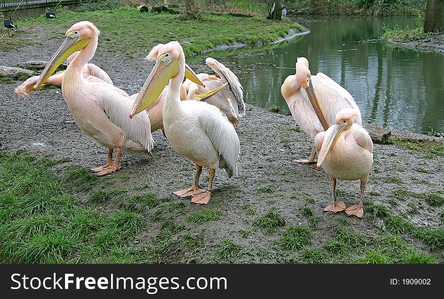 Group of Nice Pink Pelicans. Group of Nice Pink Pelicans