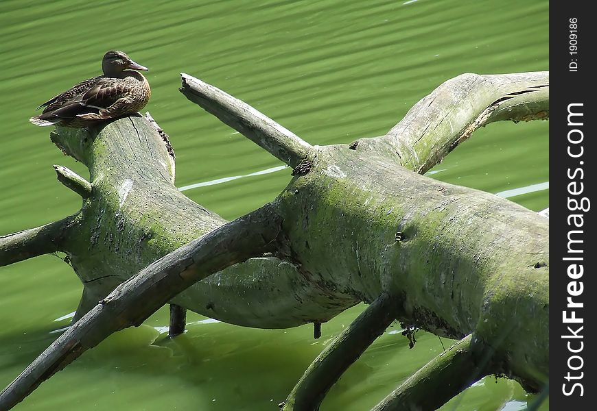 Female mallard duck sitting on broken branch