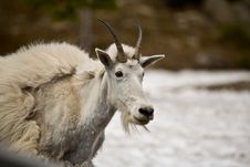 Mountain Goat 1 Royalty Free Stock Images Mountain Goat 1 Royalty Free Stock Images