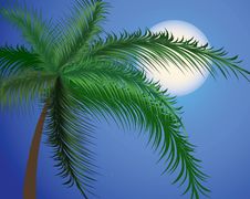 Branches Of A Palm Tree Against The Moon Royalty Free Stock Images Branches Of A Palm Tree Against The Moon Royalty Free Stock Images