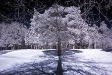 Trees In The Winter Stock Images Trees In The Winter Stock Images