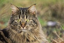 Tabby Cat Royalty Free Stock Images