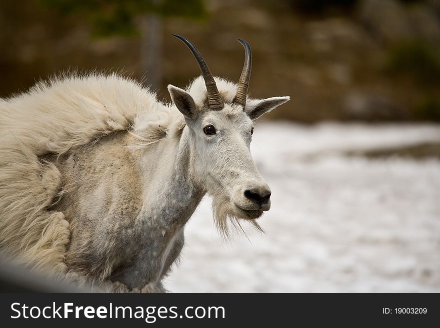 Mountain Goat (Oreamnos americanus) resides in open country above timberline of the mountainous western North America. Mountain Goat (Oreamnos americanus) resides in open country above timberline of the mountainous western North America