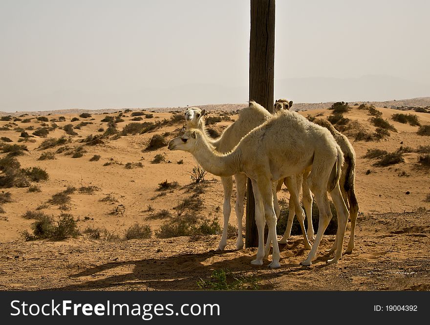 Three camels in the desert
