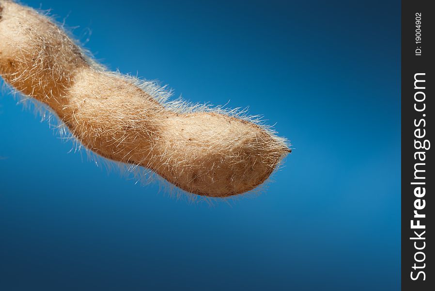 Soybean pods on a blue background. Soybean pods on a blue background