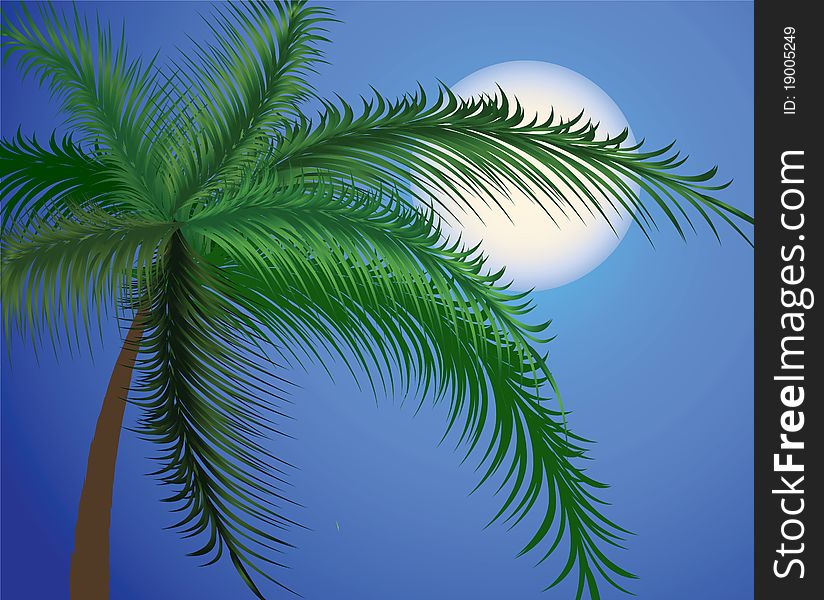 Branches of a palm tree against the moon and the sky. Vector