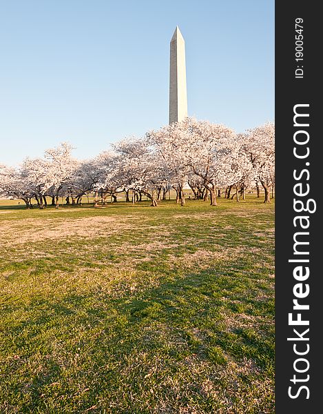 Image of the Washington Monument from the National Mall with cherry blossom trees at its base.