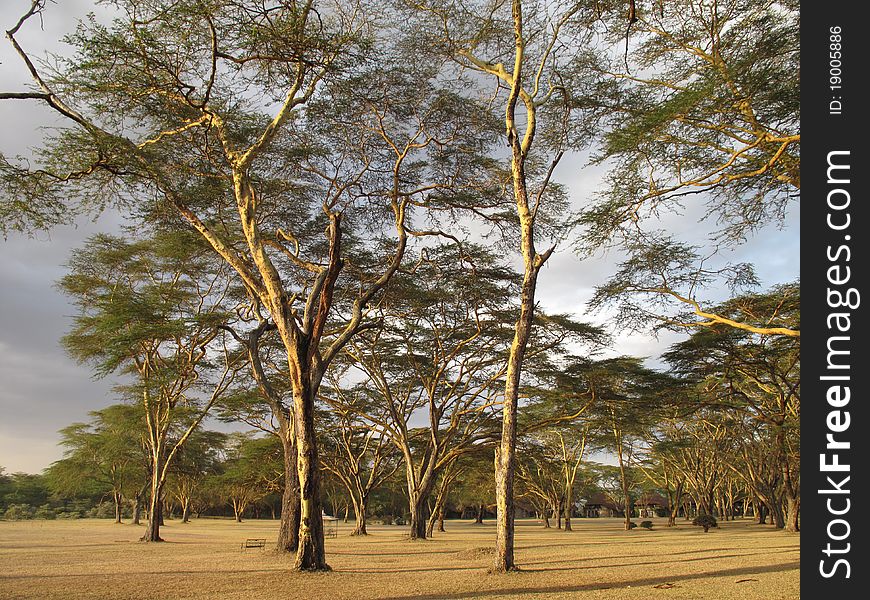 Kenyan Acacia in the afternoon