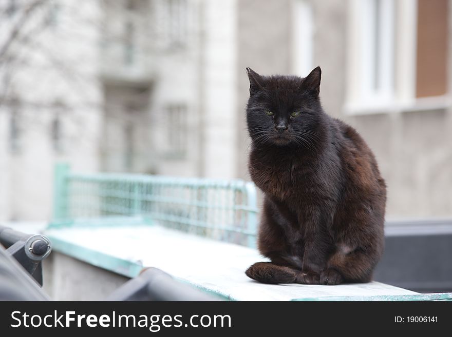 Angry black cat on the street