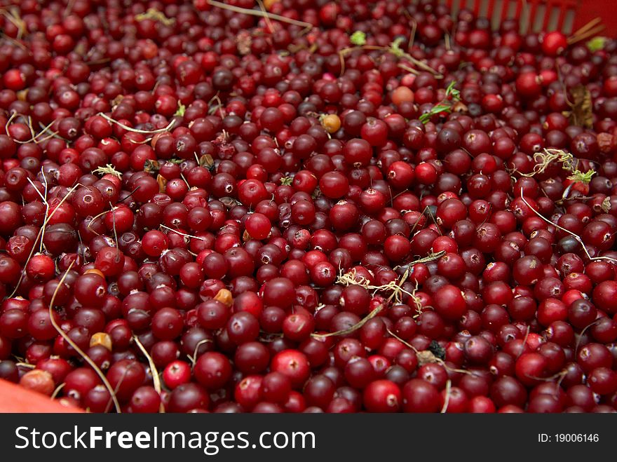 Organic cranberries delivered from forest. Organic cranberries delivered from forest
