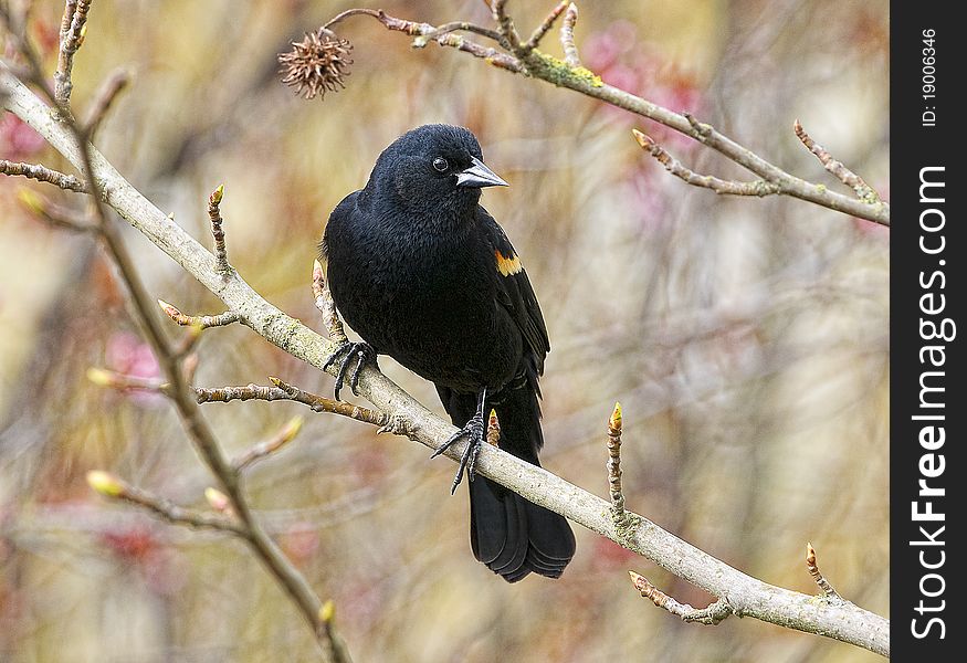 Male Red Winged Blackbird perched in a tree. Male Red Winged Blackbird perched in a tree.